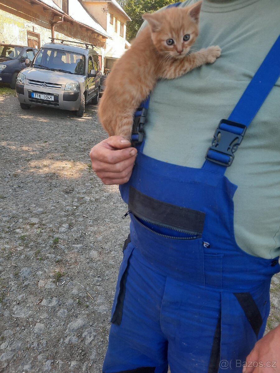 Daruji kotě.