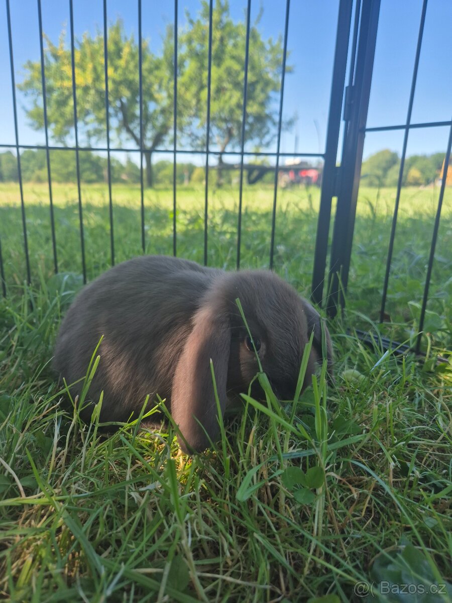 Zakrslý králíček beránek