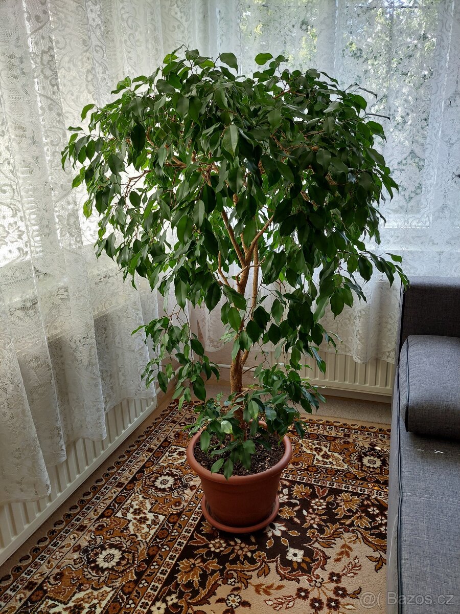 Fíkovník drobnolistý (Ficus Benjamina) 150cm