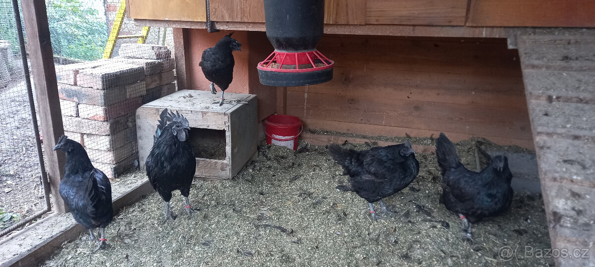 Ayam cemani - 4 slepice rok 2022