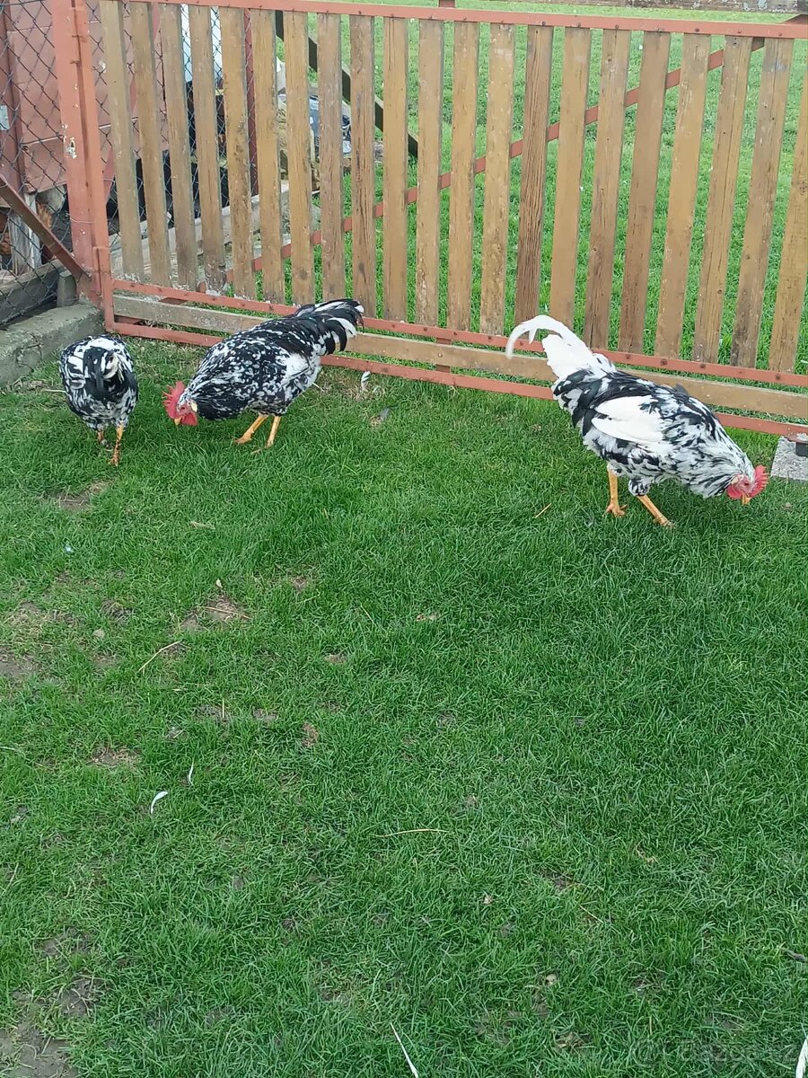 Kohouti vlaška exchequer