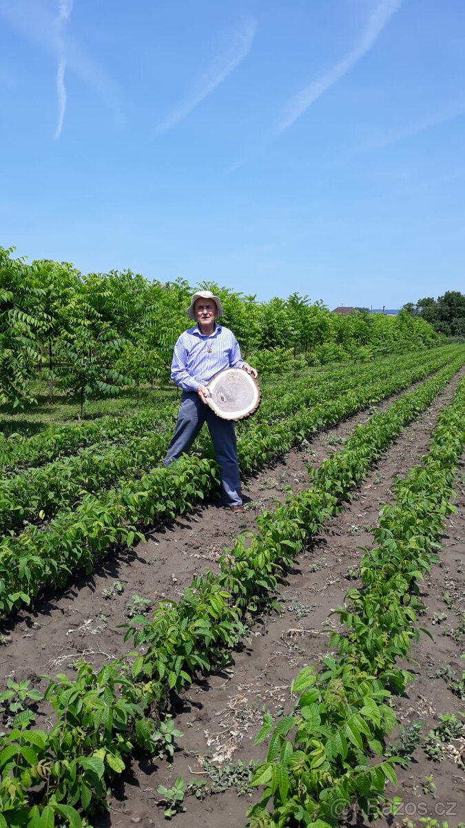 Ořech černý sazenice."Orech čierny - Kotora"