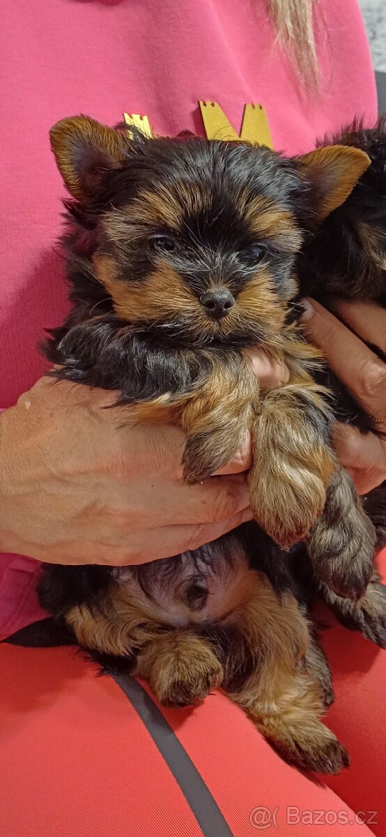 Jorkšírský Yorkšírský teriér pejsci