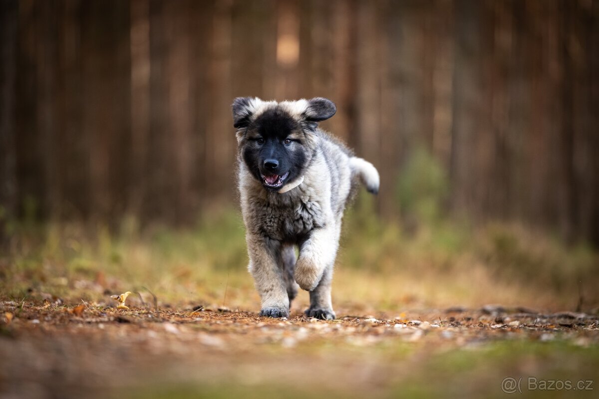 Šarplaninský pastevecký pes - poslední 2 volná štěňata