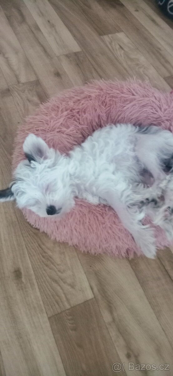 Čínský chocholatý pes