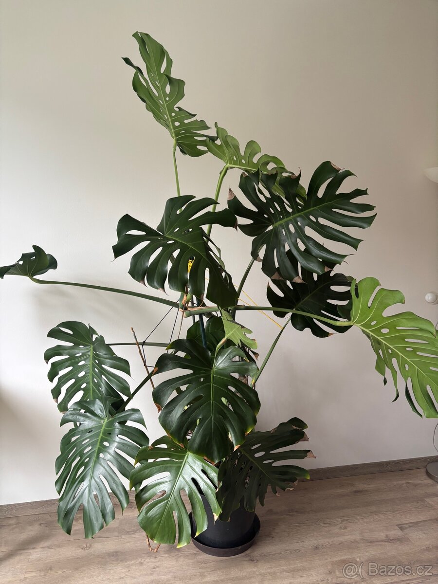 Monstera
