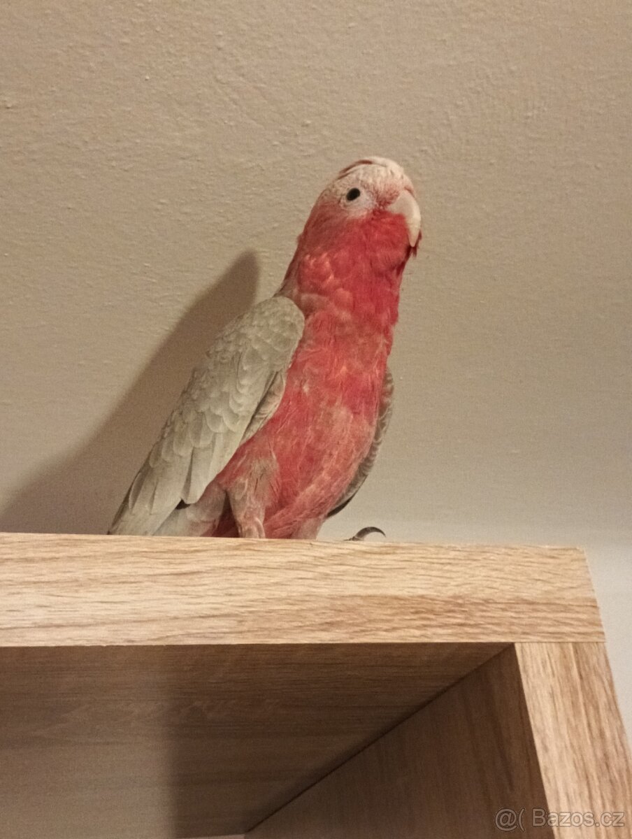 Kakadu růžový