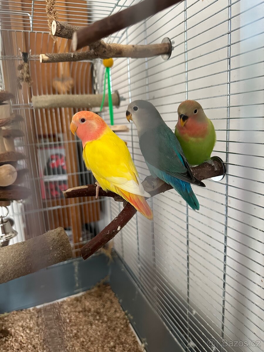 Agapornis růžohrdlý