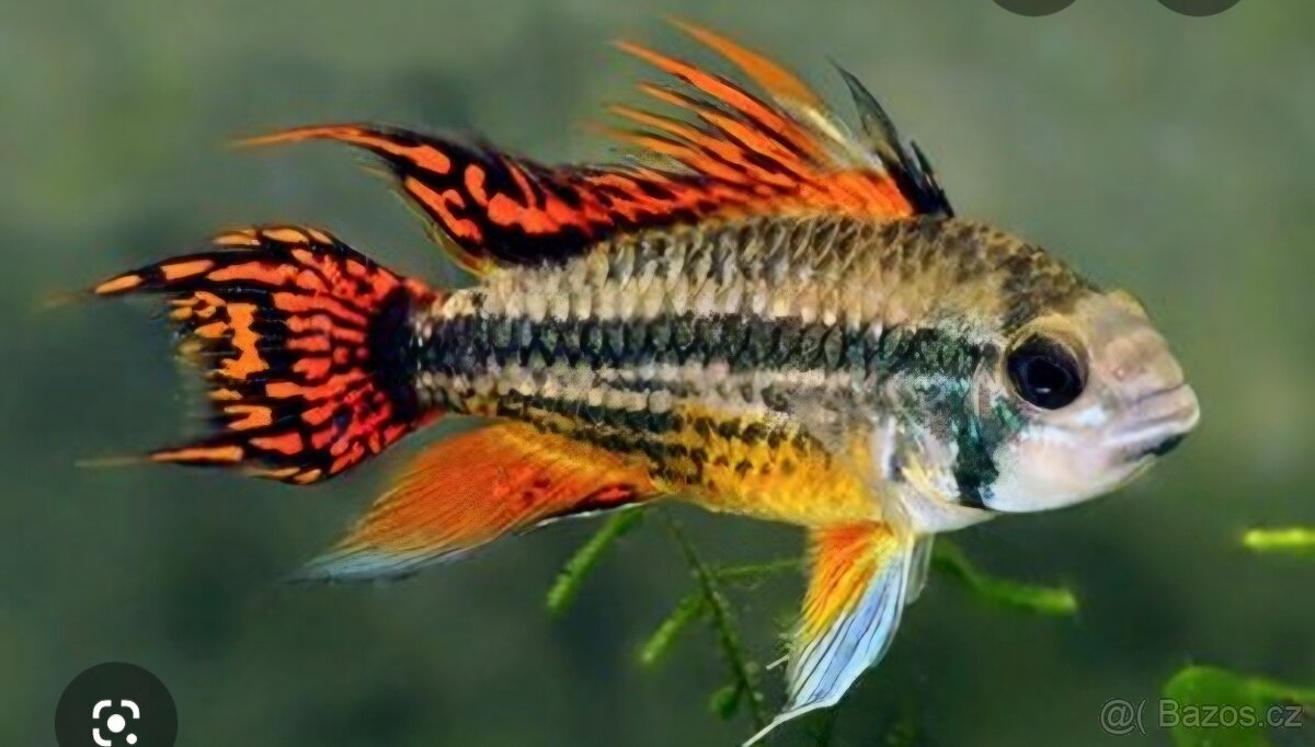 Cichlida kakadu
