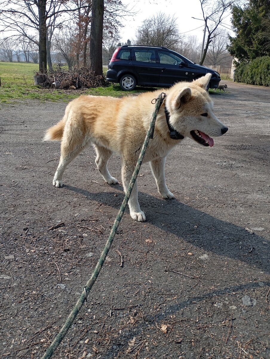 Akita inu