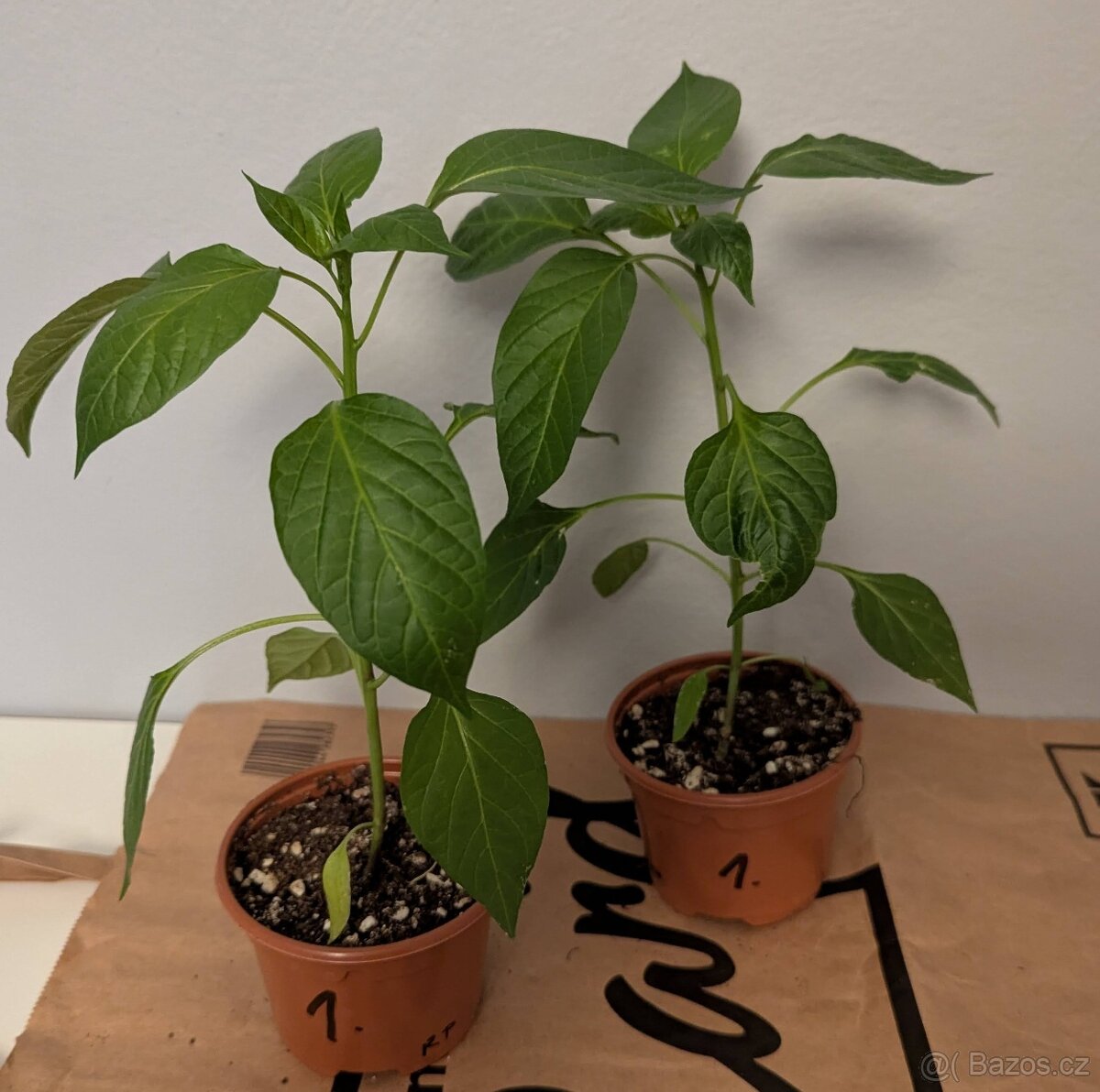 Sazenice chilli - Elephanťs Trunk