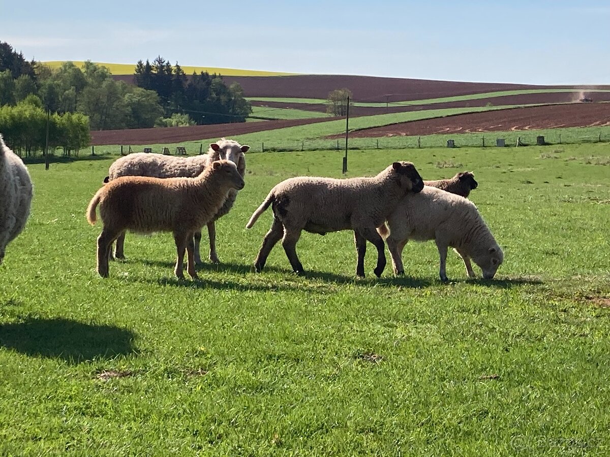 Prodám letošní jehňata - kříženci Suffolk