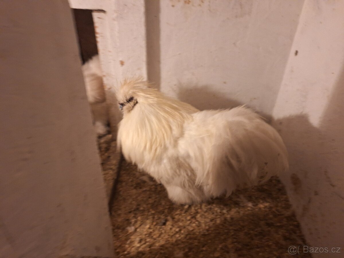 Kohout hedvábničky
