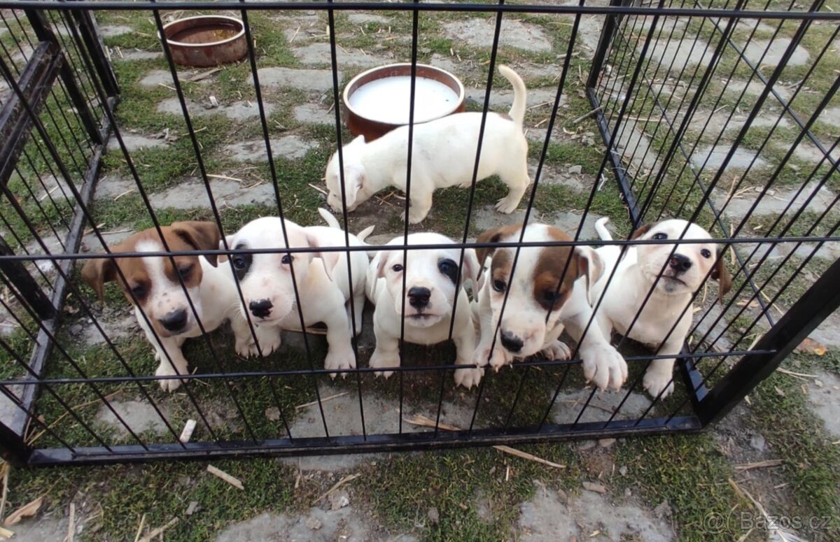 Štěňata Jack Russell teriér