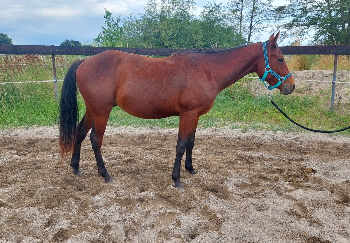 Valášek Paint horse