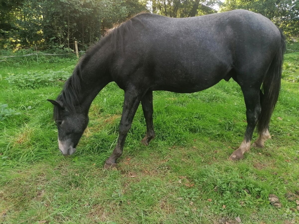 Pony valach