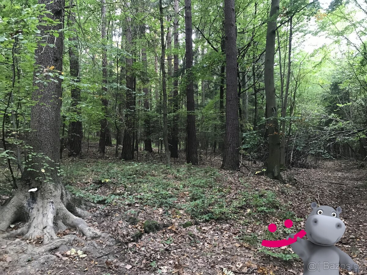 Prodej louky 40 558 m², Podkopná Lhota, ev.č. 58704