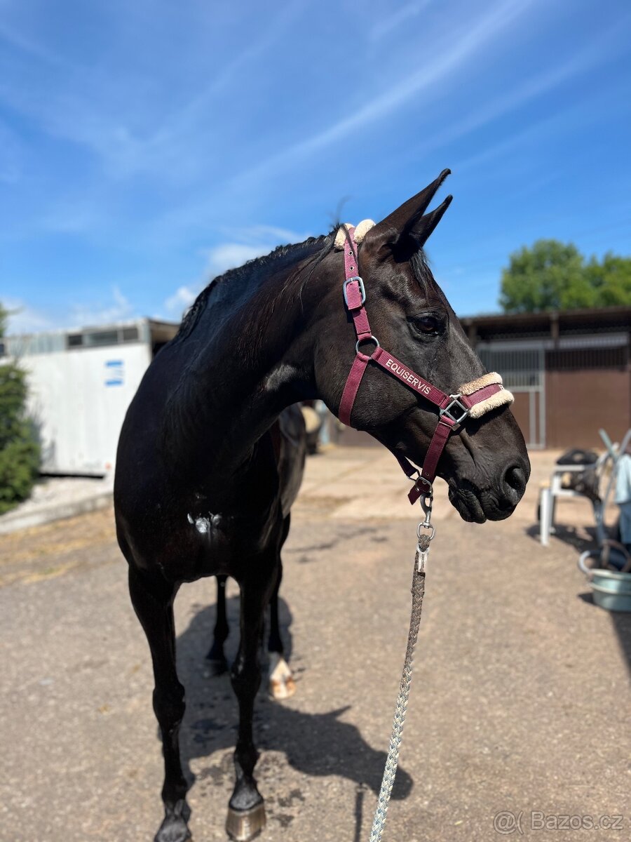 13letý Valach na prodej