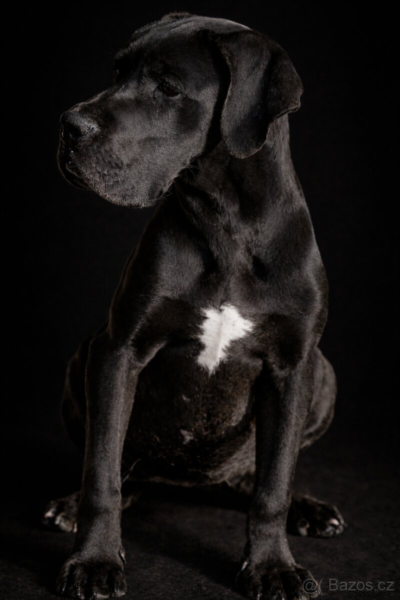 Německá doga černá s PP