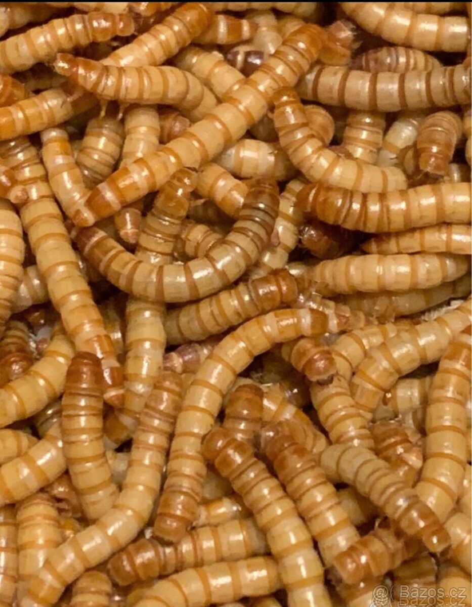 Moučných červ, krmné moučné červy - potemník moučný