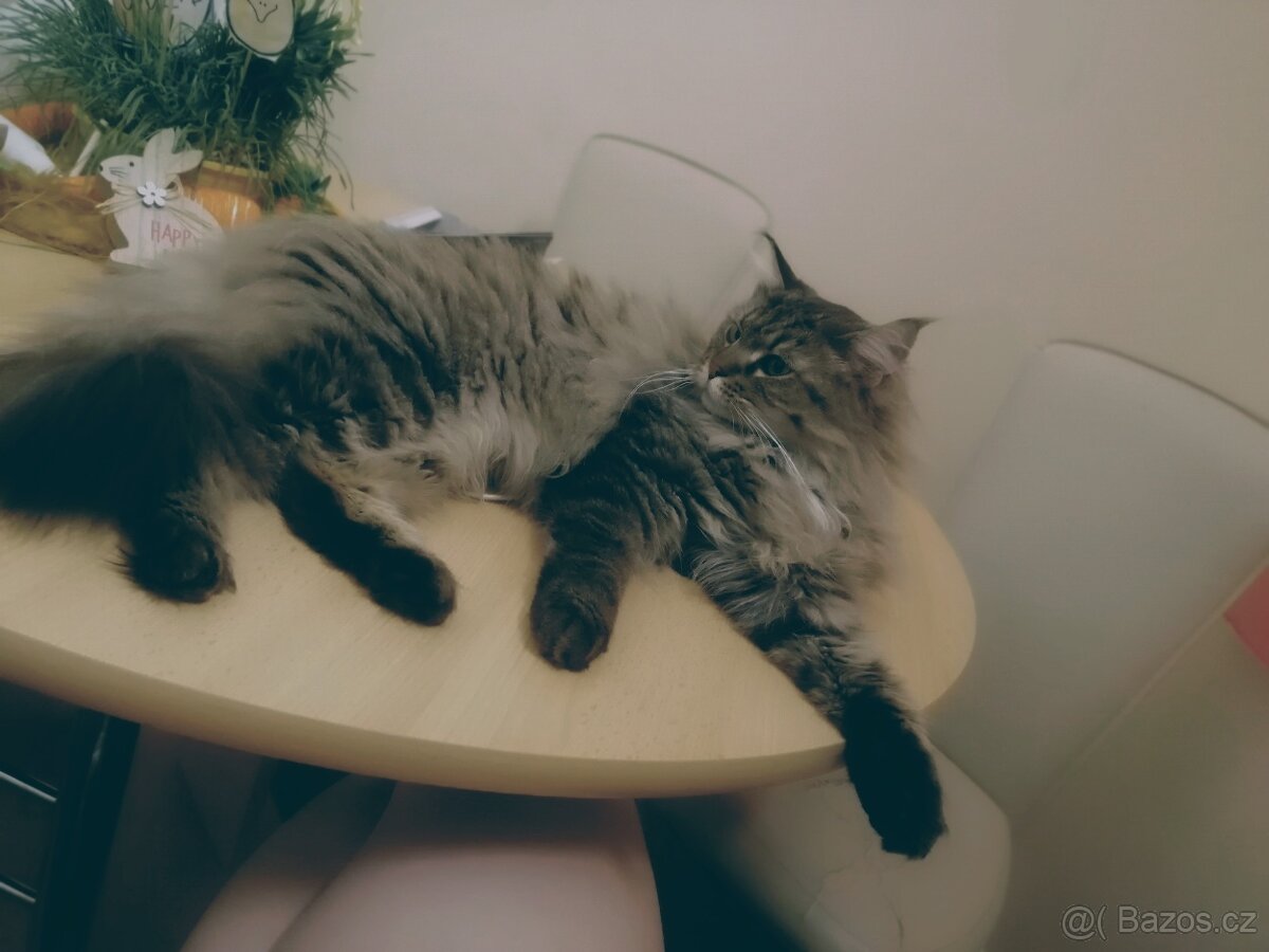 Mainská mývalí bez pp