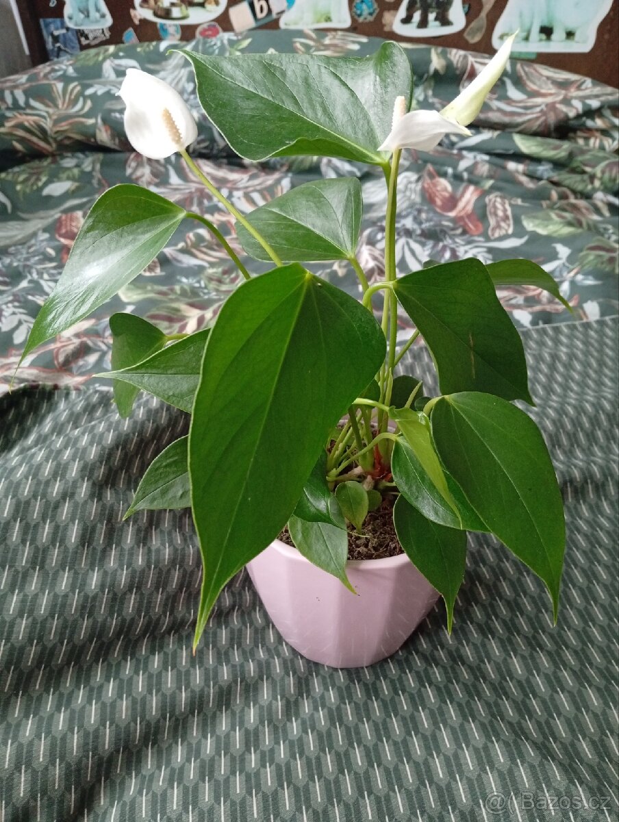 PRODEJ - Pokojová rostlina Anthuria Lili