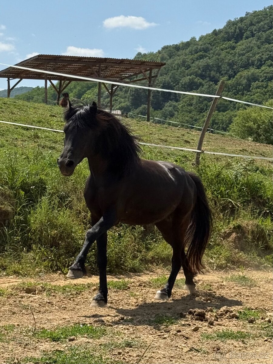 Na predaj 4,2,1 rocne kone