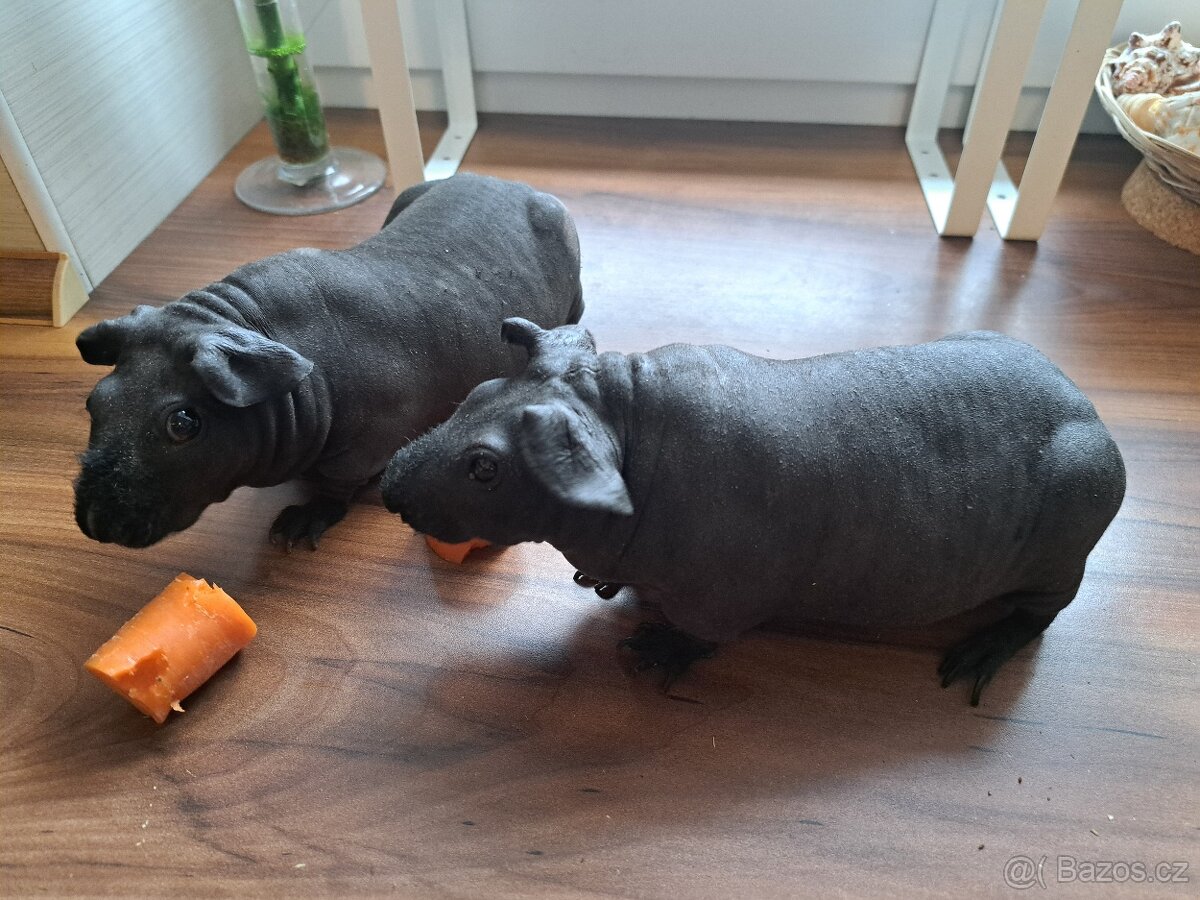 2x skinny morče (kluci) + klec + domeček