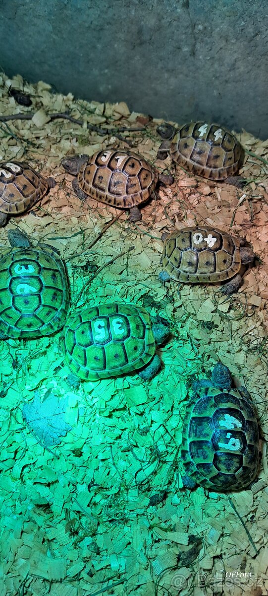 Želva žlutohnědá