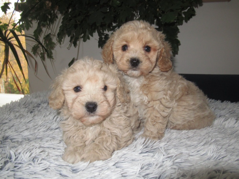 Maltipoo štěňátka