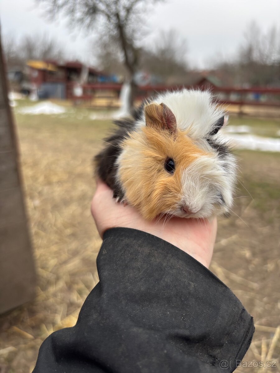 Morče - dva samečci