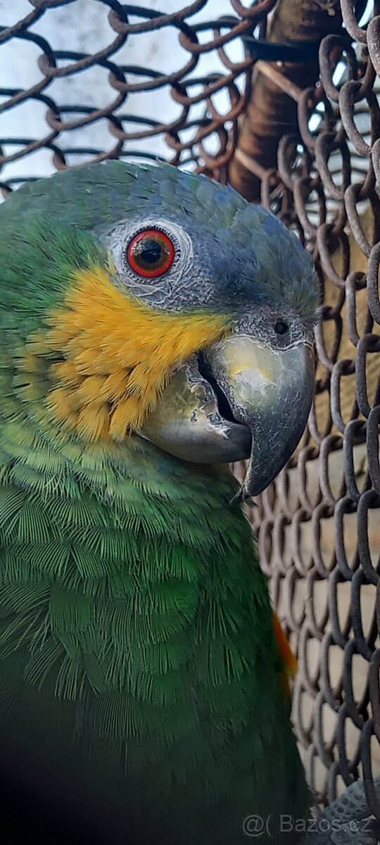 Amazoňan venezuelský