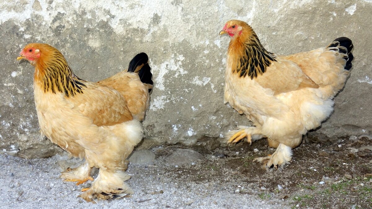 Brahmanka velká - žlutá, tmavá kolumbie