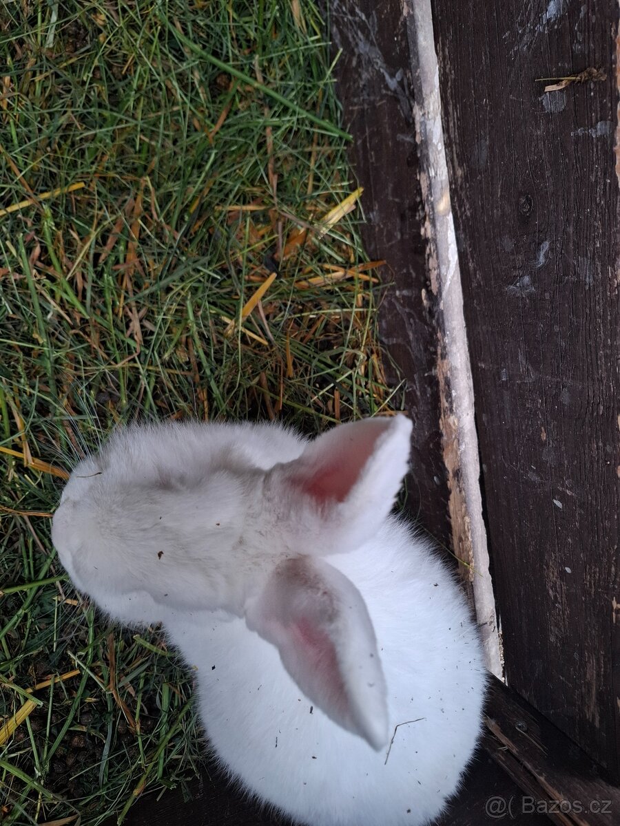 Kralici NB do chovu