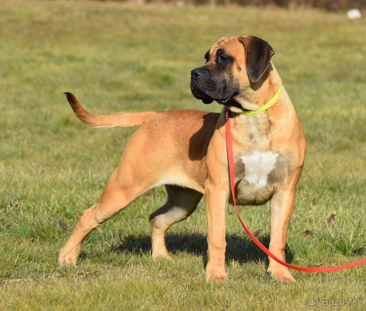 boerboel ballotada -chovná fena 1 rok