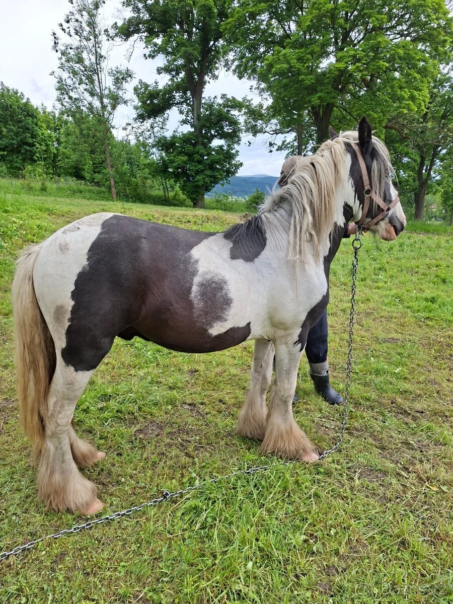 Prodám hřebce