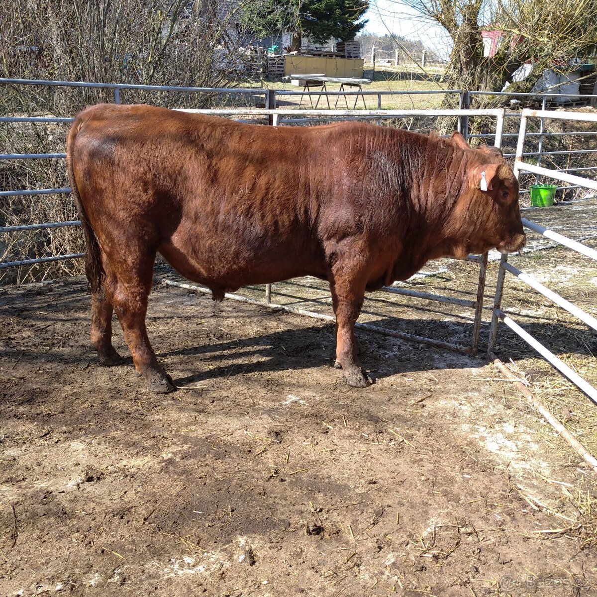 Prodám plemenného býka Aberdeen Angus