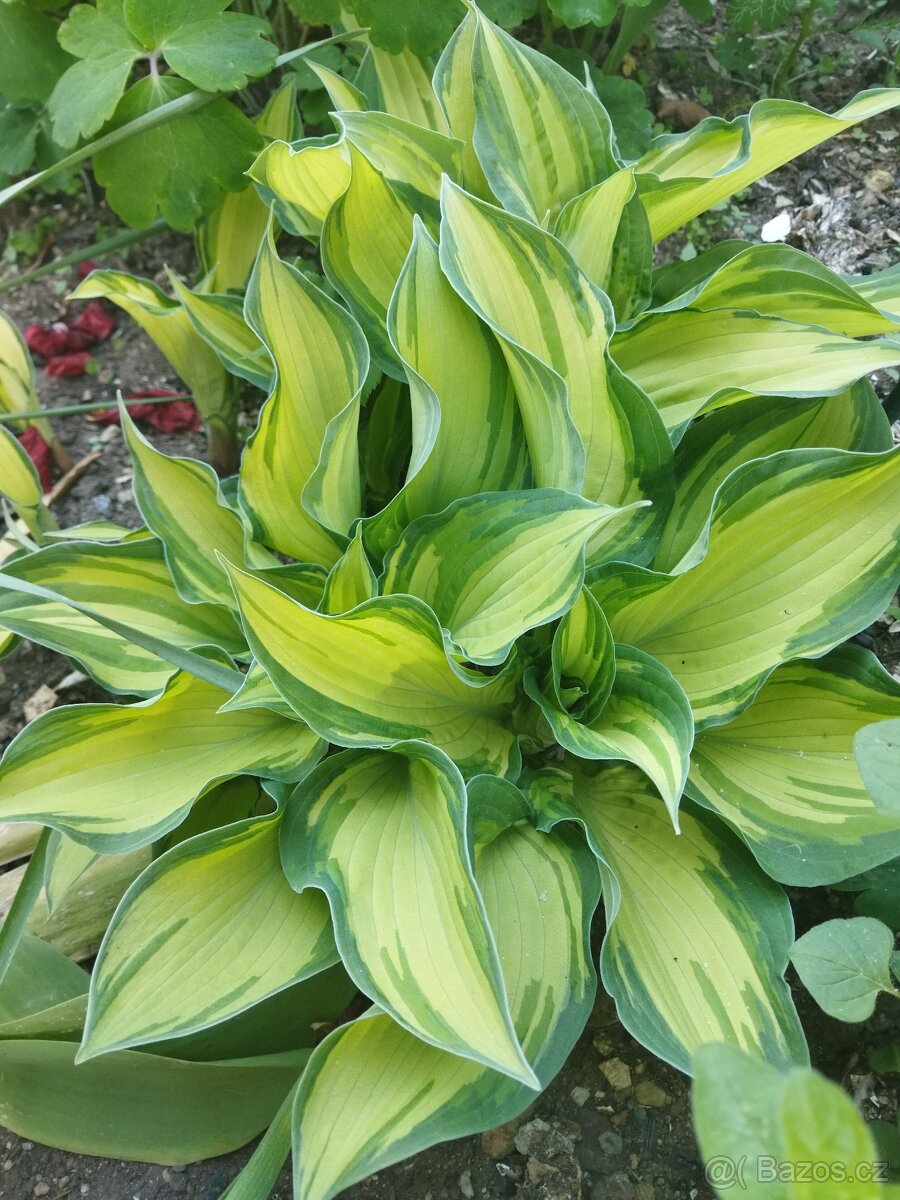 Bohyška (Hosta) - sazenice