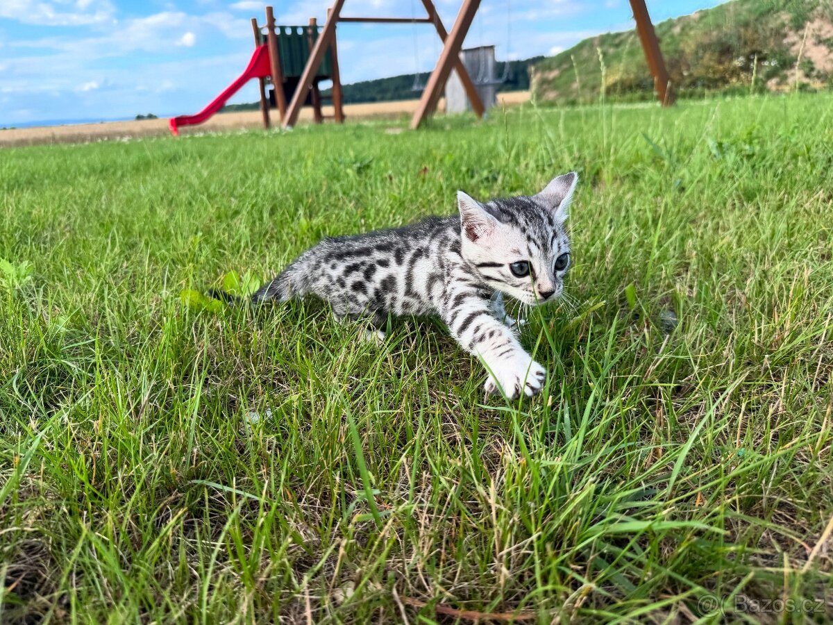 Bengálská kočka / koťata
