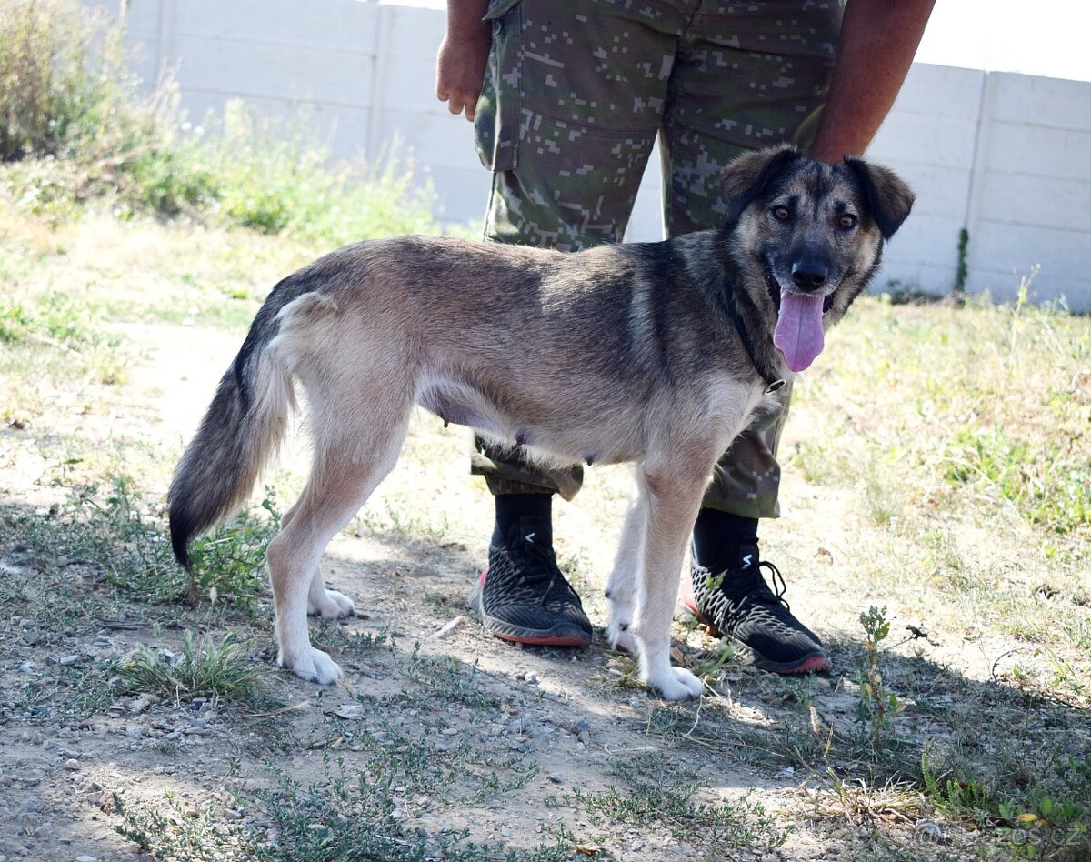 ADDY K ADOPCI - 3 ROKY, MILÁ, UČENLIVÁ, VDĚČNÁ