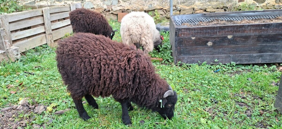 Quessantská ovce + dva beránci