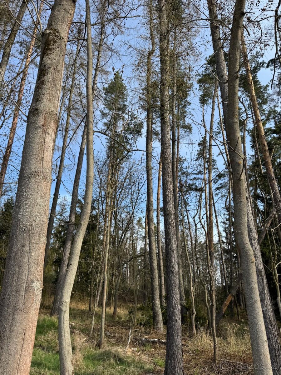 Prodám lesní pozemek v k. ú. Louňovice pod Blaníkem