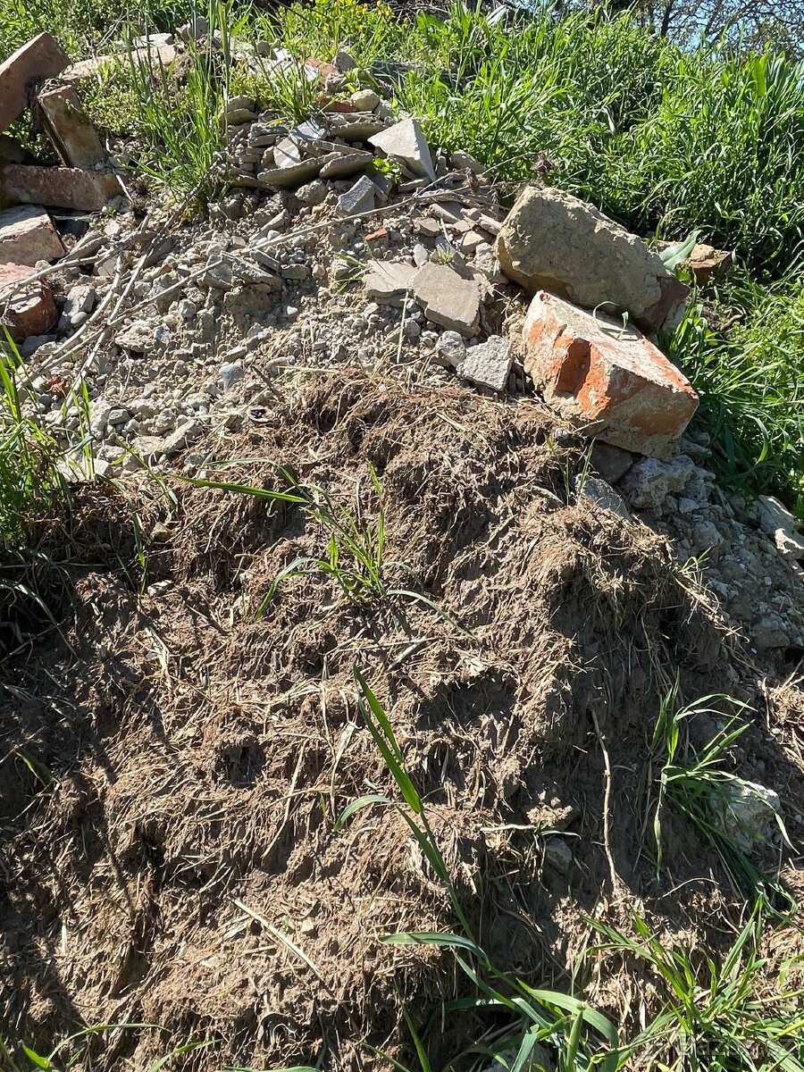 Suť