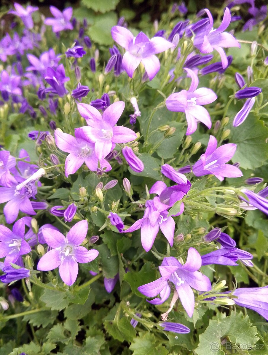 Campanula, zvonek dalmatský