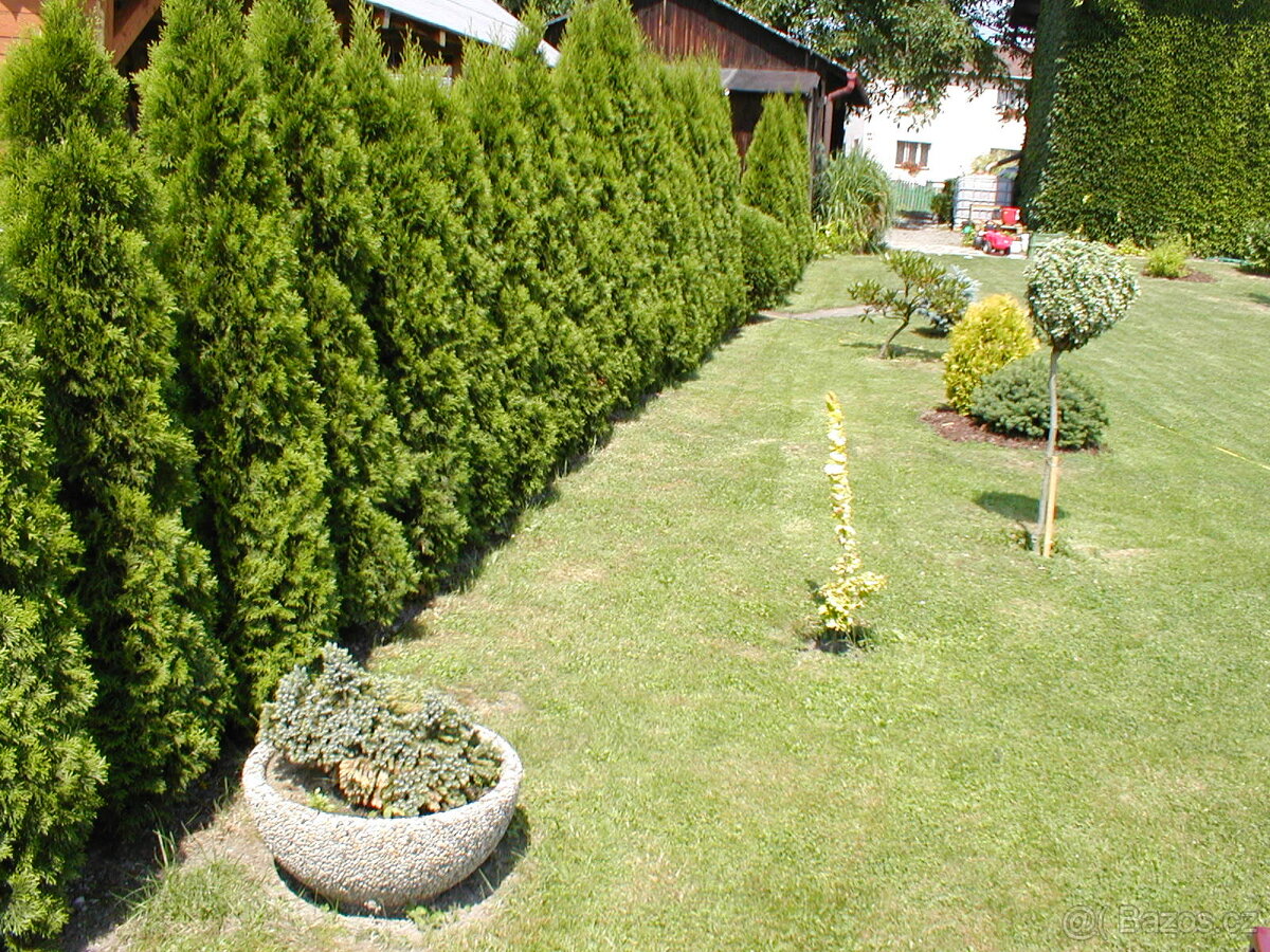 Smaragd - tuje