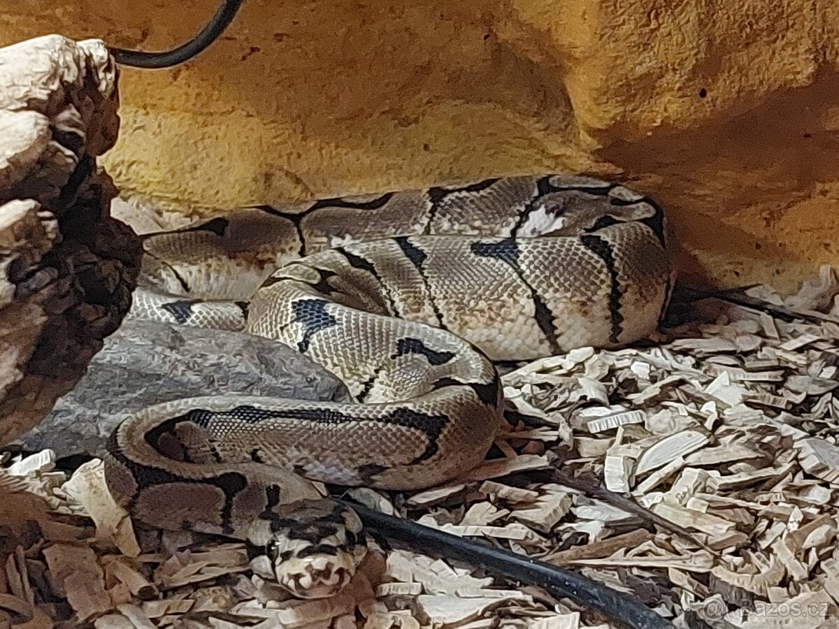 Krajta královská - Mojave spider - samec -