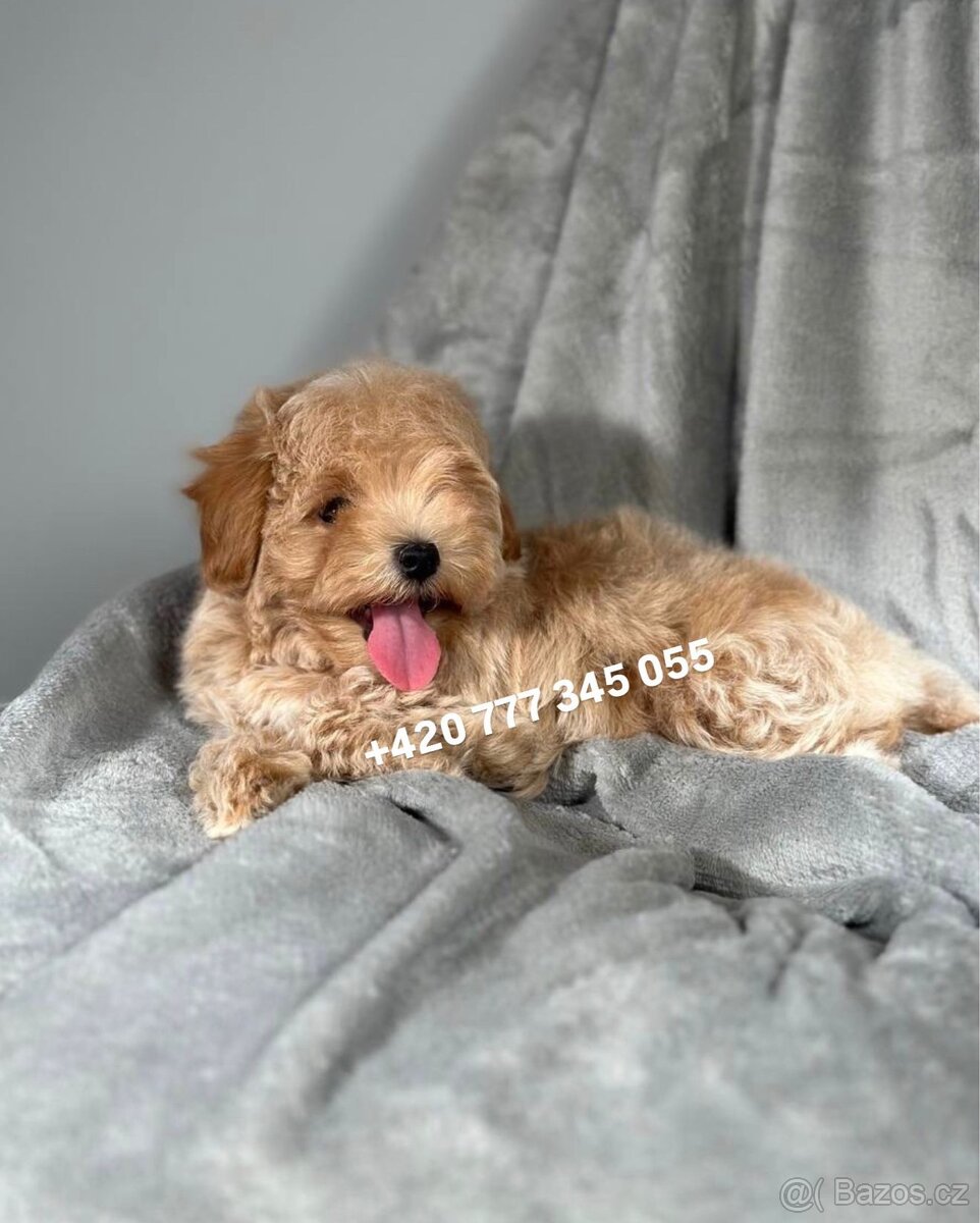 Maltipoo F1 Caramel, 3 měsíce