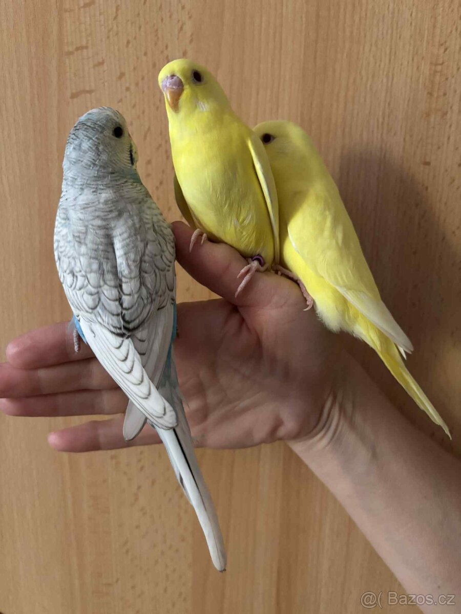 Prodám mladé andulky po vylétnutí z budky