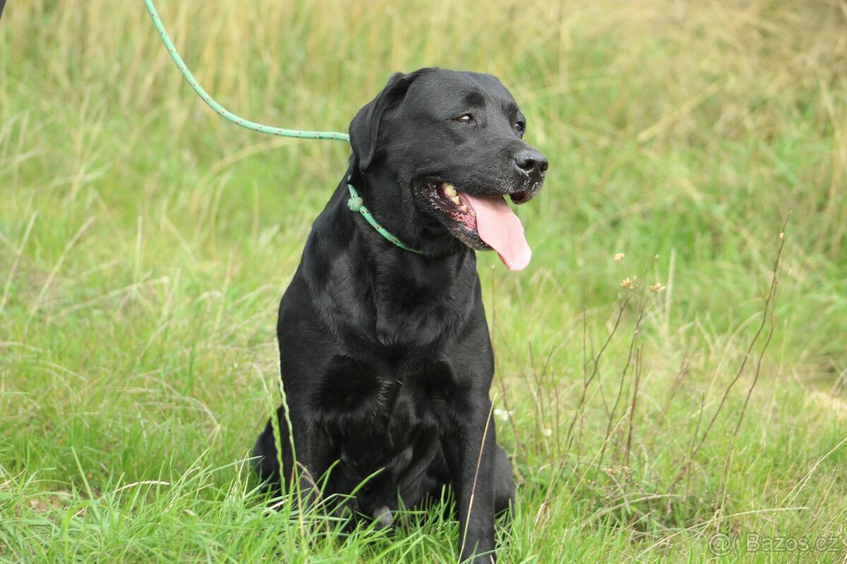 Labradorský retrívr s PP