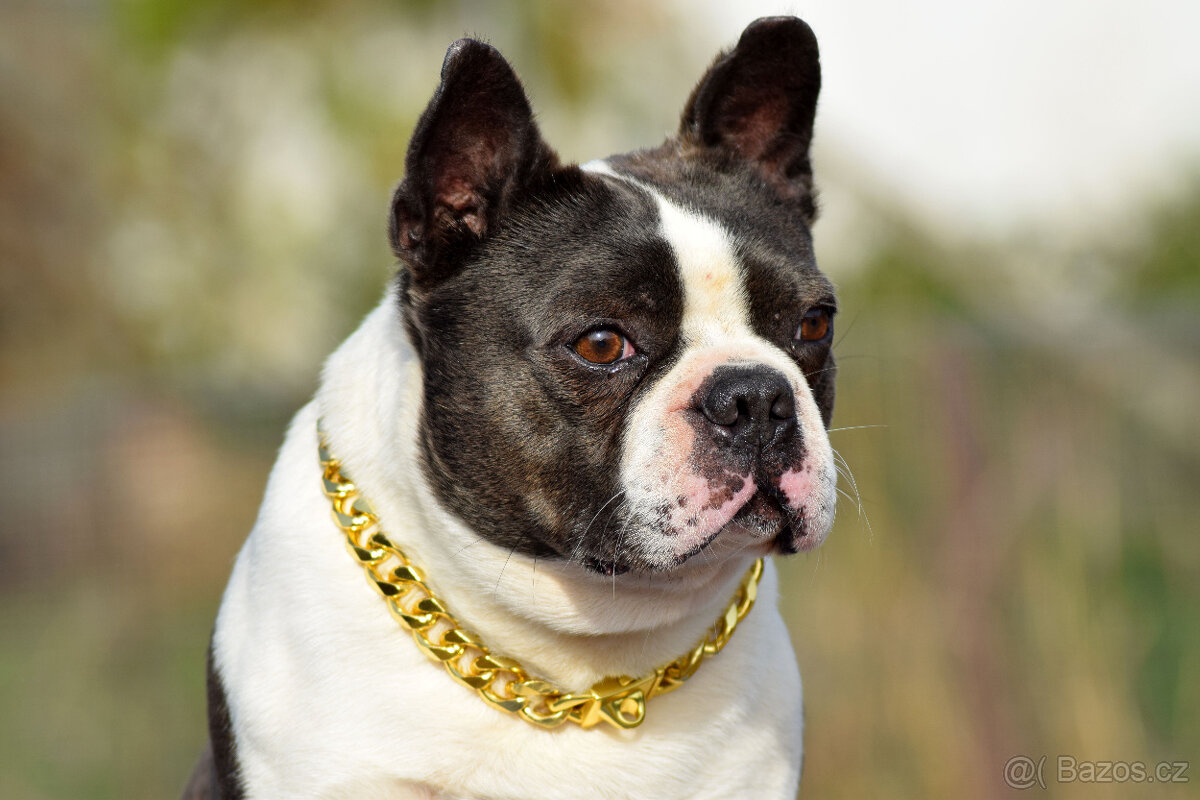 bostonský teriér  s PP  - modrý+lilac pejsek,  modrá holčiča